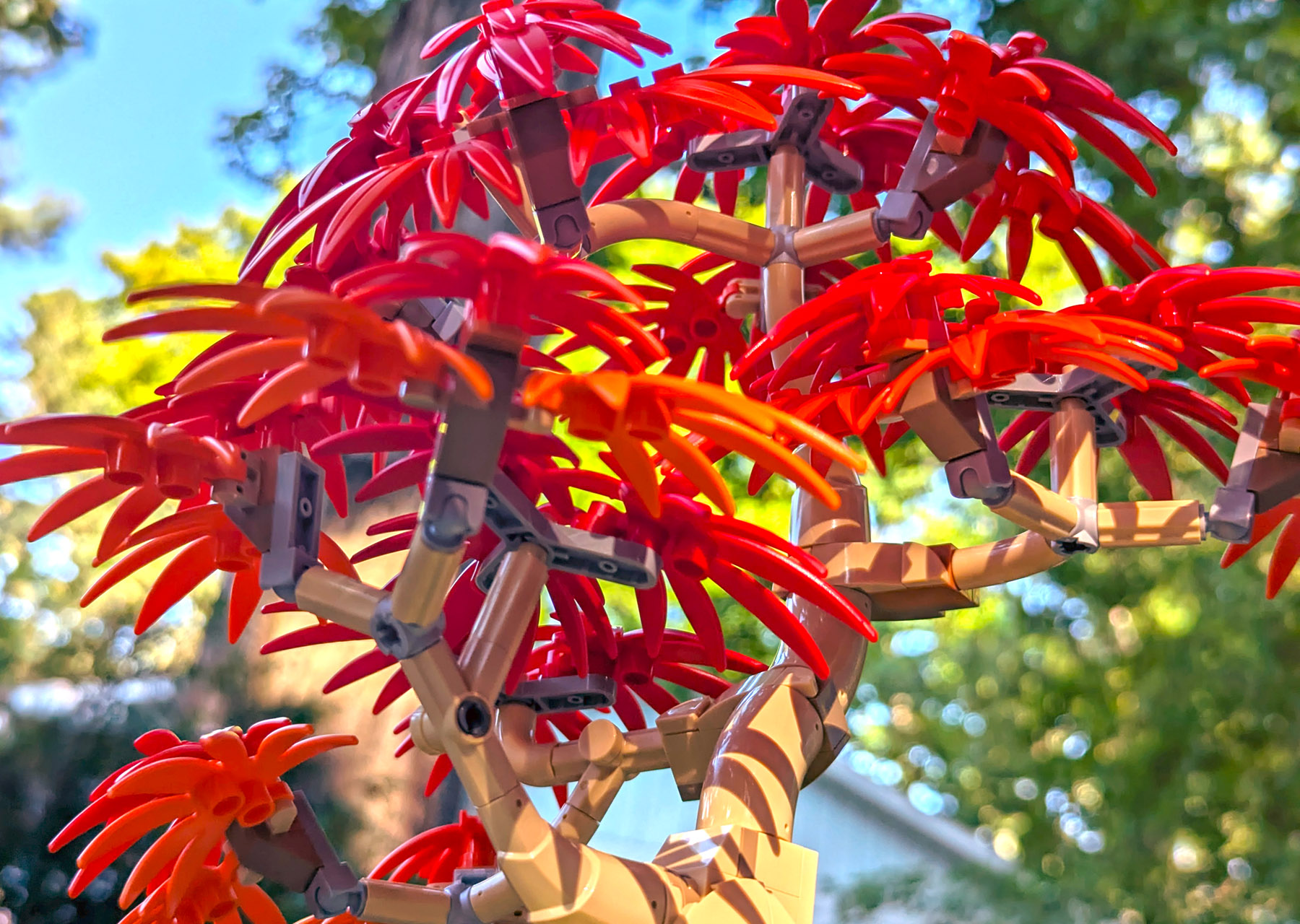 Japanese Red Maple Bonsai Tree (10348) Review - True North Bricks